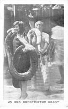 SPECTACLE #MK43814 UN BOA CONSTRICTOR GEANT