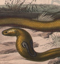 1839 Gravure originale Serpent