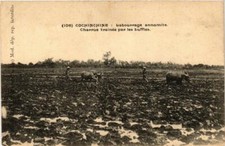 CPA AK VIETNAM Labourage annamite Charrue trainée par buffles (714770)