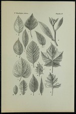 1898ca - Feuilles diverses des