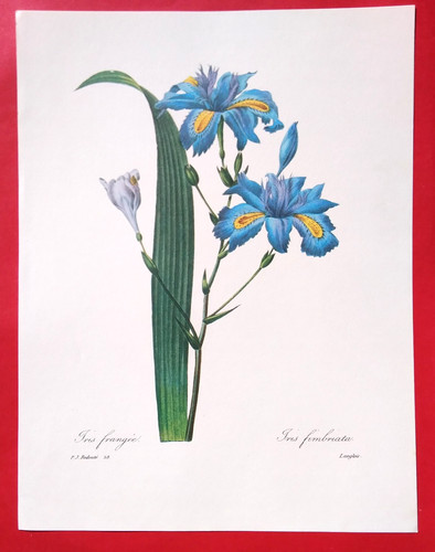 Lithographie fleurs 34 x - fleurs,