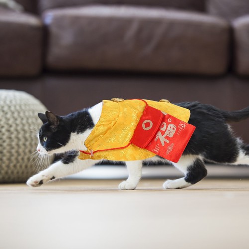 Nouvel chinois chat costume - an,