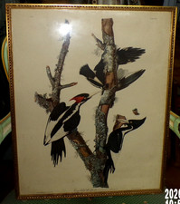 Audubon OISEAU  LITHOGRAPHIE