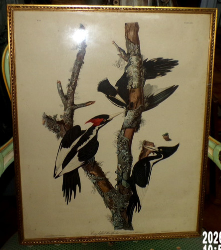 Audubon oiseau lithographie - ,