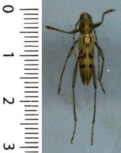 Cerambycidae rhaphuma - –,