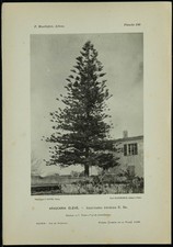1898 - Araucaria élevé - Phototypie d'arbre & Botanique