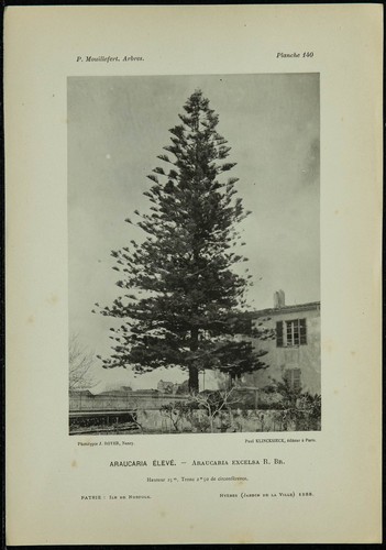 1898 araucaria élevé - 1898,