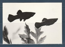 CPSM vers 1960  faune animaux