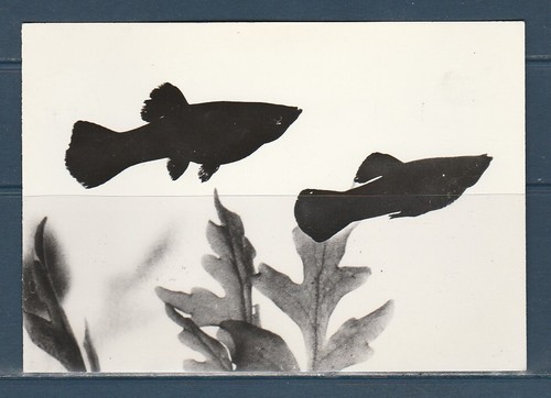 Cpsm vers 1960 faune - 1960, animaux