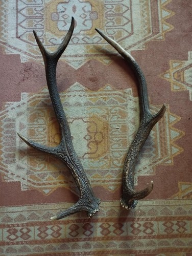 Belle paire bois - cerf, 57cm