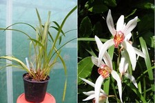 Cymbidium formosanum