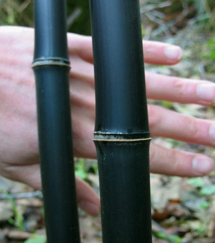 Rare black bamboo - rare,