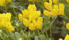 Graines de Lotus cytisoides,le