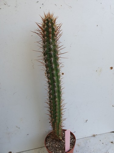 Cactus cierge oreocereus - cierge,