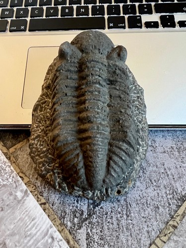 Magnifique trilobite grande
