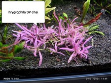 ?Plante Rare - Hygrophila sp. 'Chai' - La touche pastel de l'aquarium ?