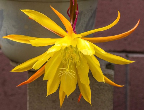 Epiphyllum oxypetalum - , cv