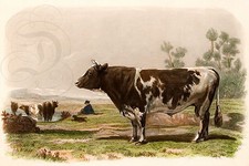 PLAQUE ALU DECO REPRODUISANT