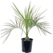 Pindo Palm-Live Plant in a 3