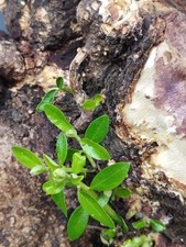 Bonsaï olivier 18 x 25 cm en pot plante robuste Yamadori d'intérieur et d'ext...