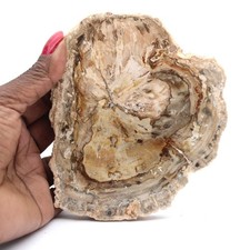 Petit spécimen bois pétrifié poli, tranche fossile décorative, Madagascar
