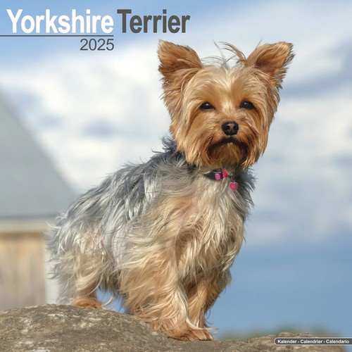 Calendrier 2025 yorkshire - 2025,