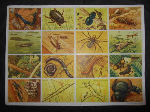 Ancienne planche scolaire - scolaire, n