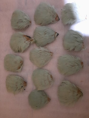 Lot anciennes application - lot, 13