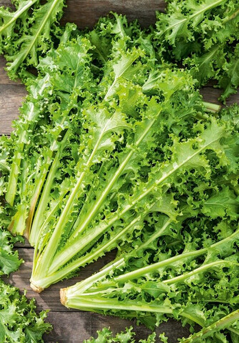 Graines chicorée romanesca - romanesca, da