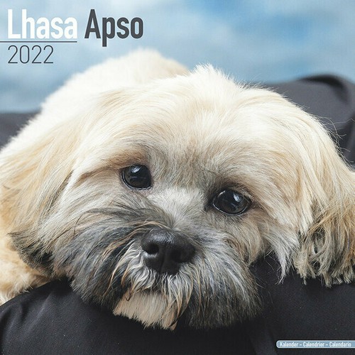 Calendrier 2022 lhassa apso - 2022,