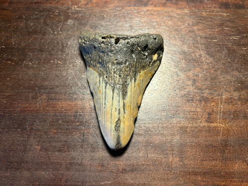 Dent megalodon fossile - de,