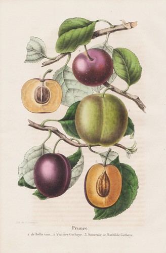 Prunus prune prunes fruits - prune,