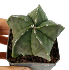 Astrophytum myriostigma var