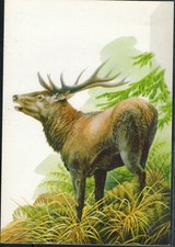 Carte postale-Cerf élaphe.Cervus elaphus-Brocard-Buzin