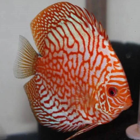 Red checkerboard discus - red,
