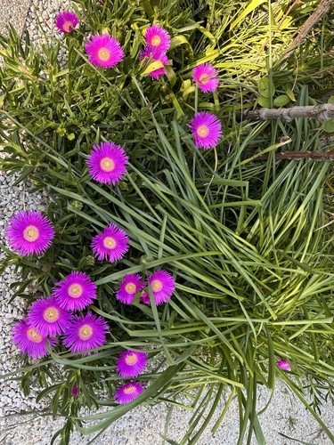 Plante cactus griffe de - de,
