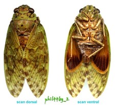Homoptera, Cicadidae - YANGA