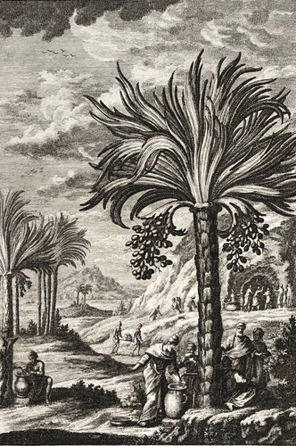 Palmae and metalla palestine - metalla,