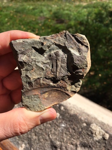 Trilobite fossile cambrien - trilobite,