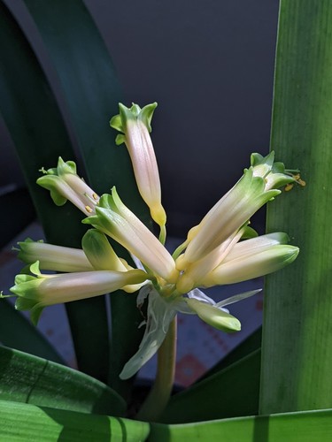Clivia gardenii offset - clivia,