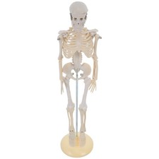  Corps Humain Anatomie Modèle