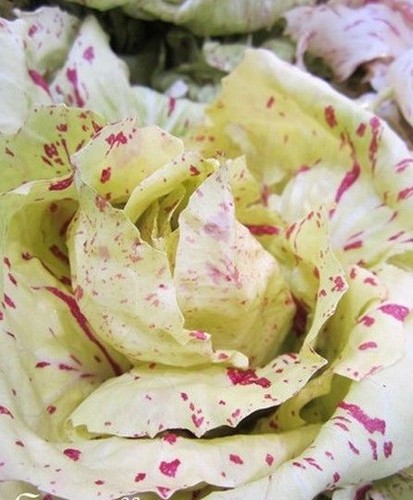 Salade italienne laitue - italienne, 'laitue