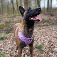 🌸 Harnais Lila Fleuri pour