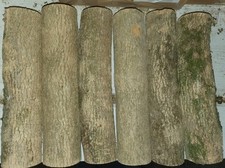 Pour tournage,  rondins buis (boxwood)  Ø 60 moyenne longueur 300 millimètre