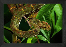 Palm Viper Ready to strike