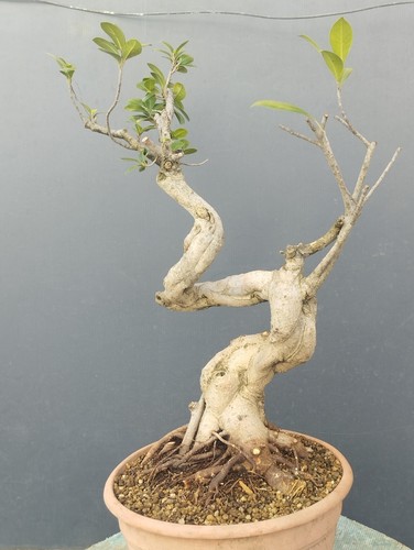 Bonsaï ficus cm tronc - ficus,