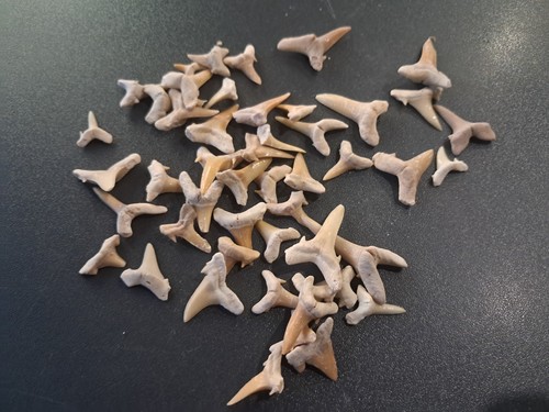 Lot fossiles dents de - 50,