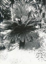 ÎLE DE CORFOU c. 1935 -