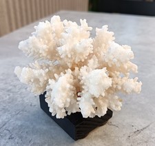 Ancien joli corail blanc forme