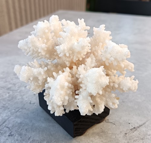 Ancien joli corail - , forme
